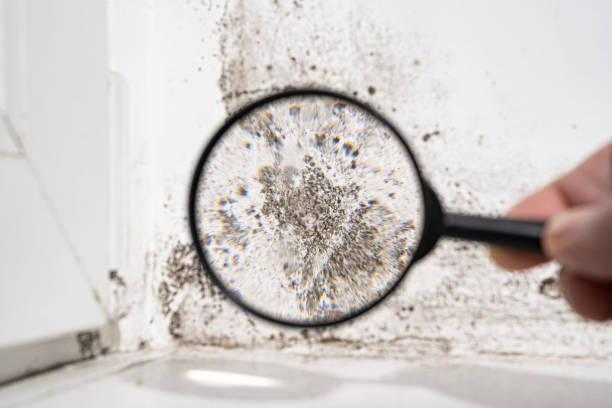 Why You Should Choose Our Mold Remediation Services in Heidelberg, PA